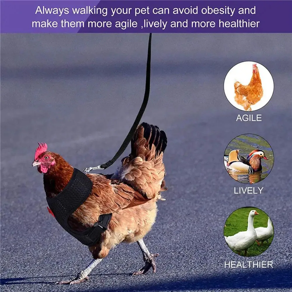 Harnes and Leash for Farm and Small Animals